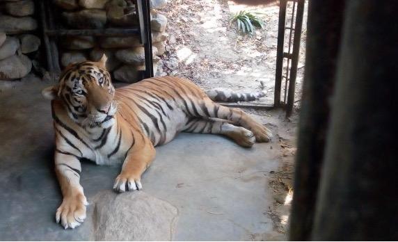 Tiger in a cage in the private zoo at “Hope for Life”